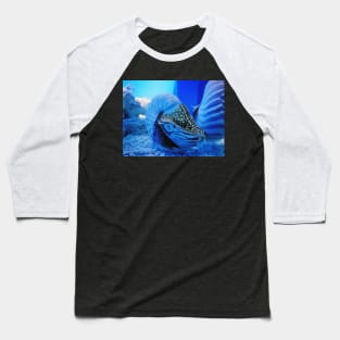 chambered nautilus, nautilidae, mollusk, nautilus, nautilus pompilius, nautilus shell, ammonite, ammonoidea, ammonites, mollusca, molluscs, shell, cephalopod, nudibranch, nudibranch Baseball T-Shirt